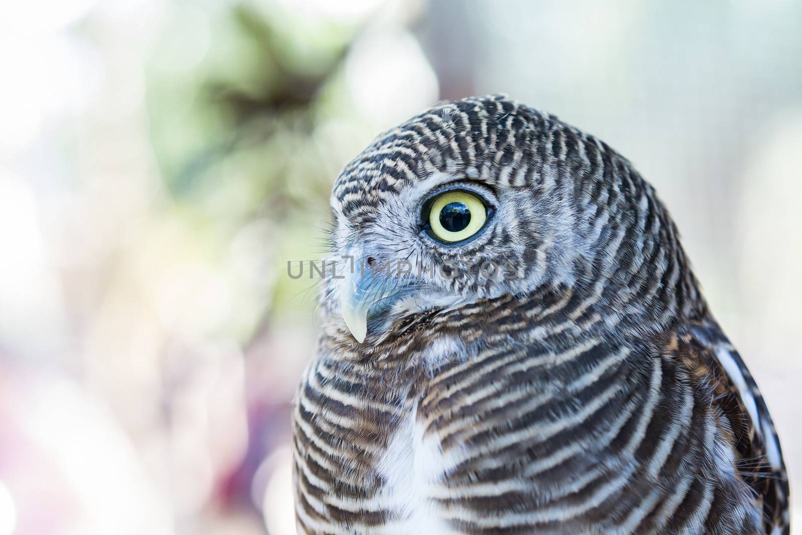 close up of an owl by Sorapop