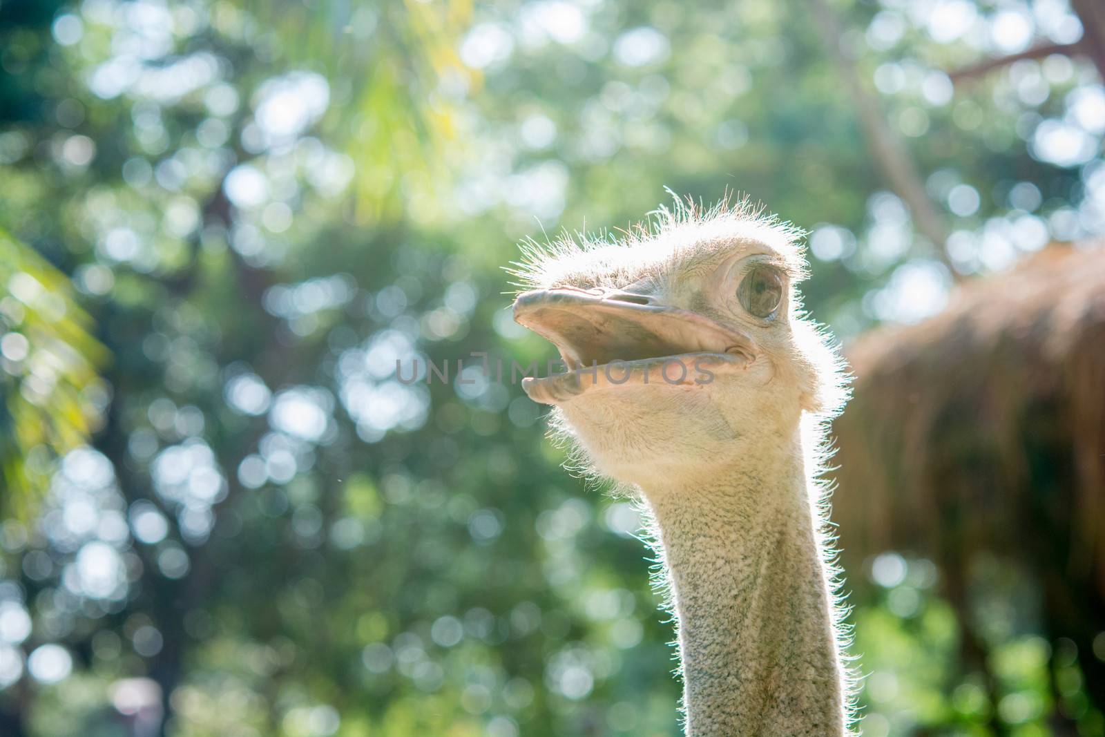 Ostrich head close up in the zoo of Thailand