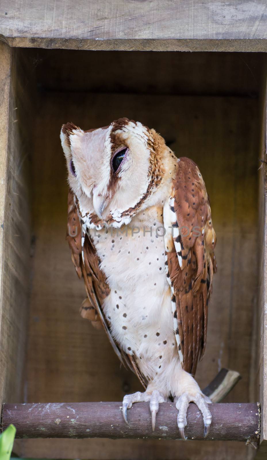 close up of an owl by Sorapop