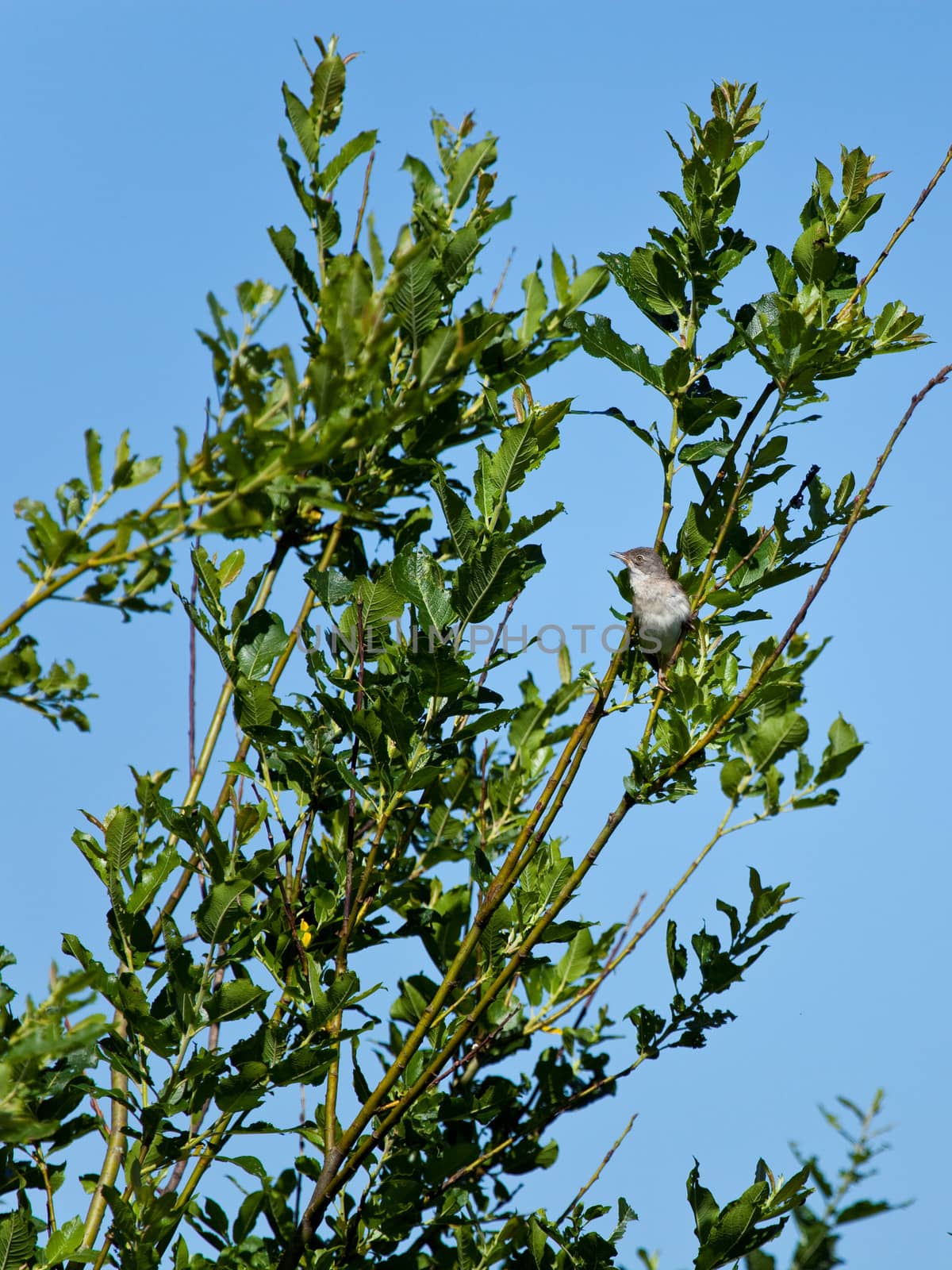 Nightingale in the summer among green foliage and bush branches