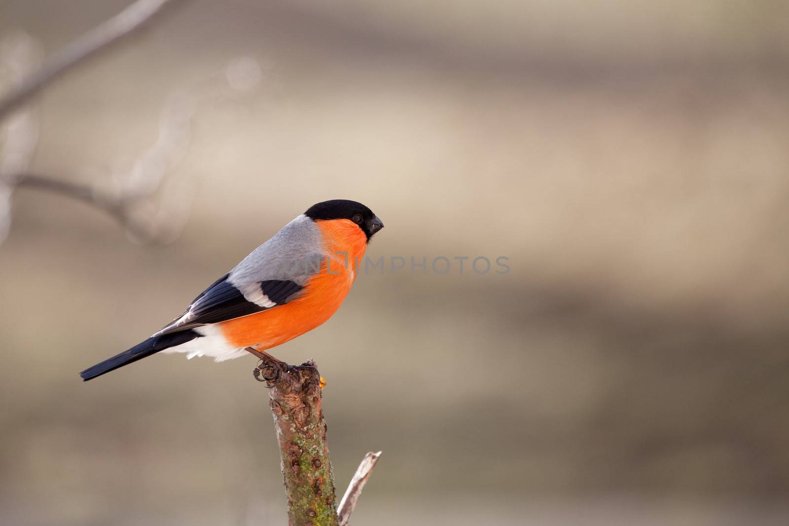 The male bullfinch sits on a mountain ash branch