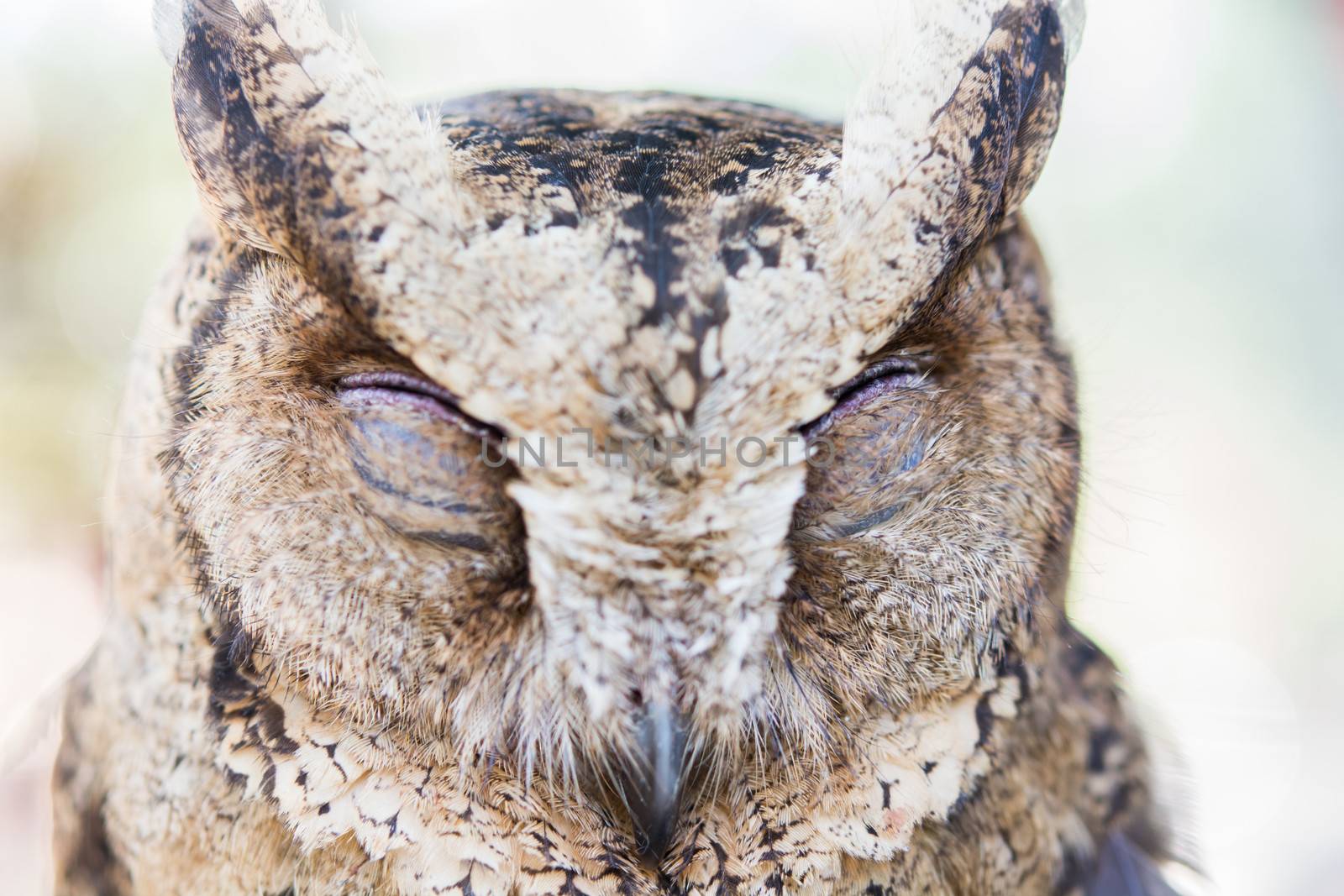 close up of an owl by Sorapop