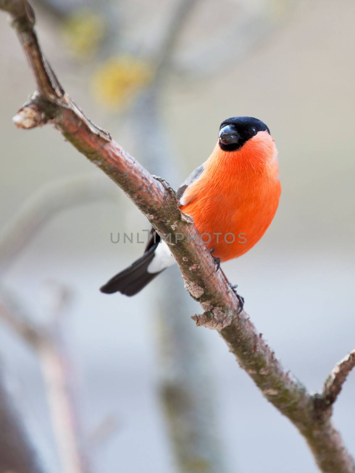 The male bullfinch sits on a mountain ash branch