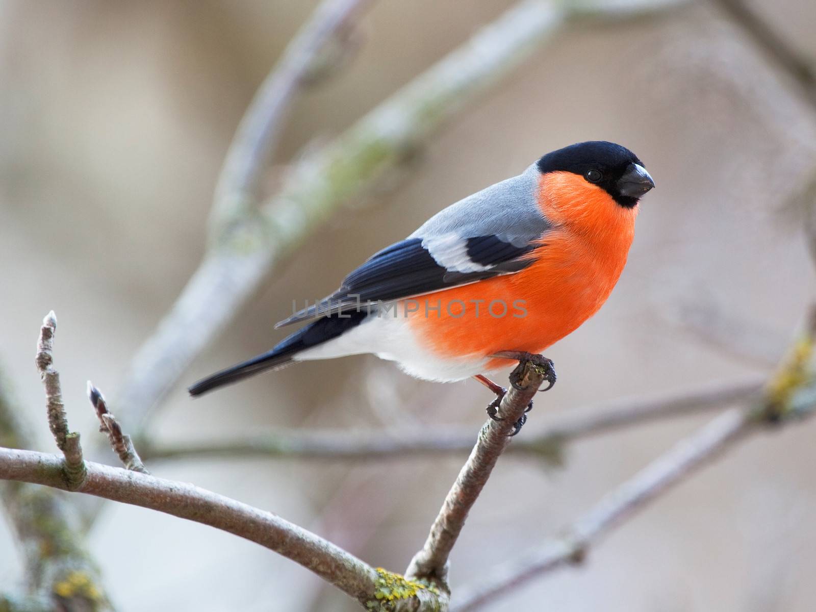 The male bullfinch sits on a mountain ash branch