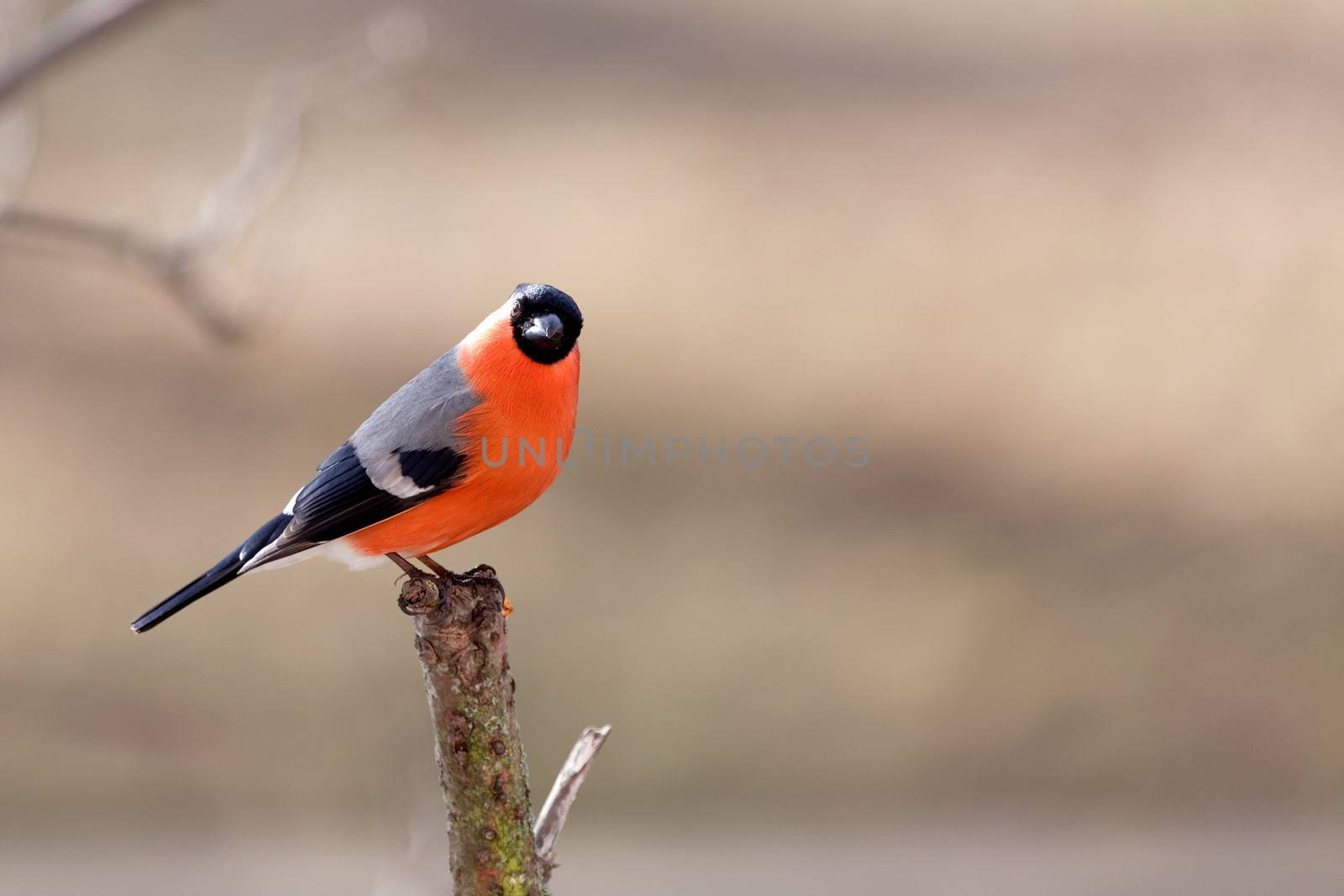 The male bullfinch sits on a mountain ash branch