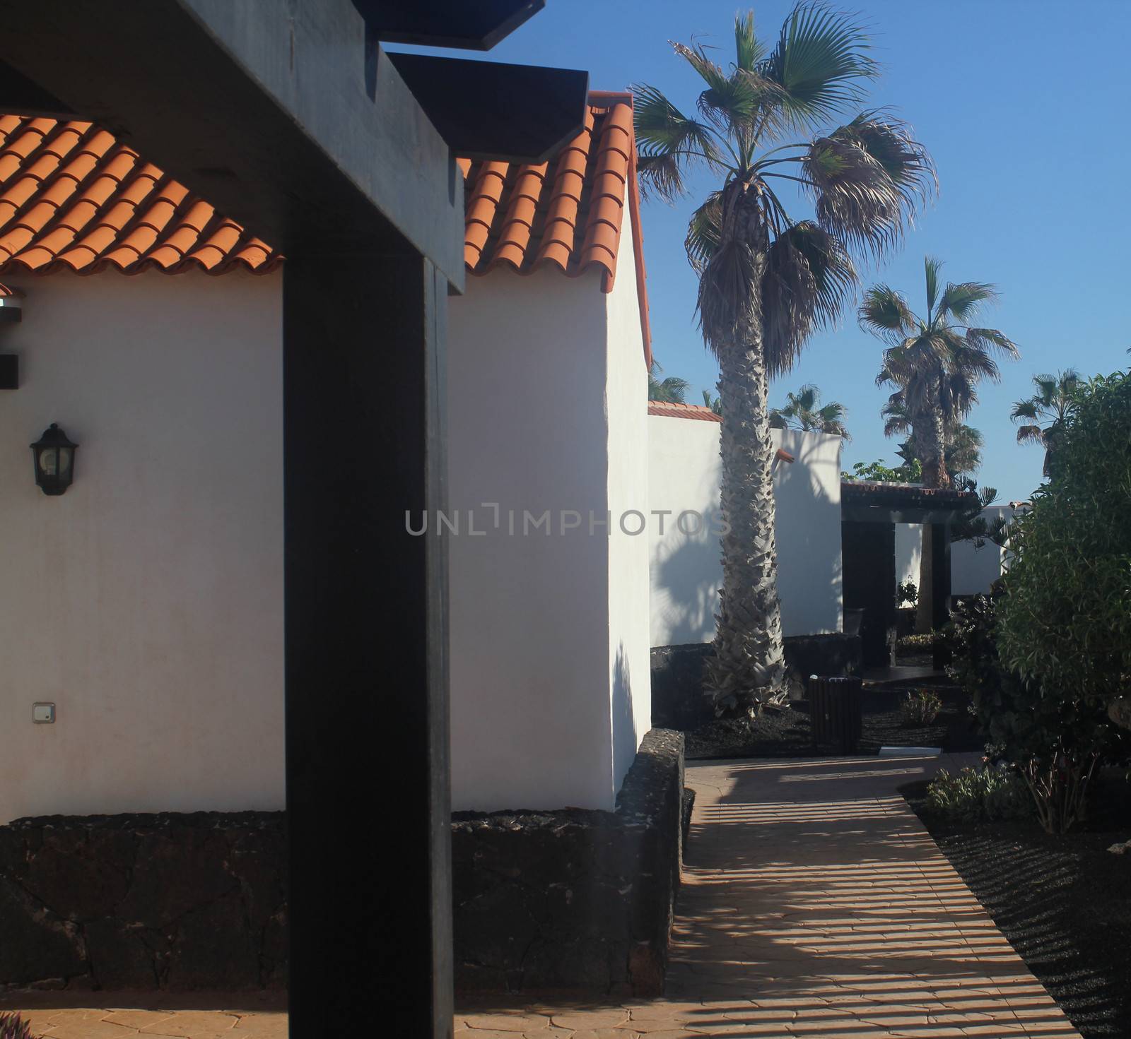homes with palms