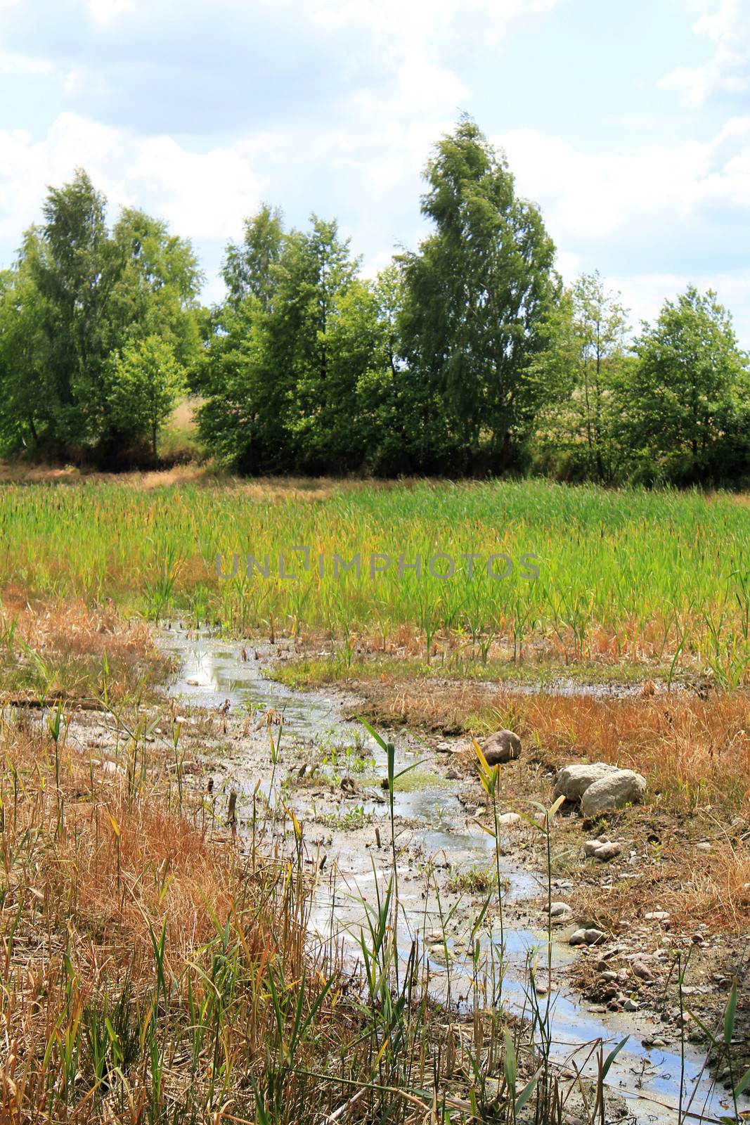 A small stream between fields