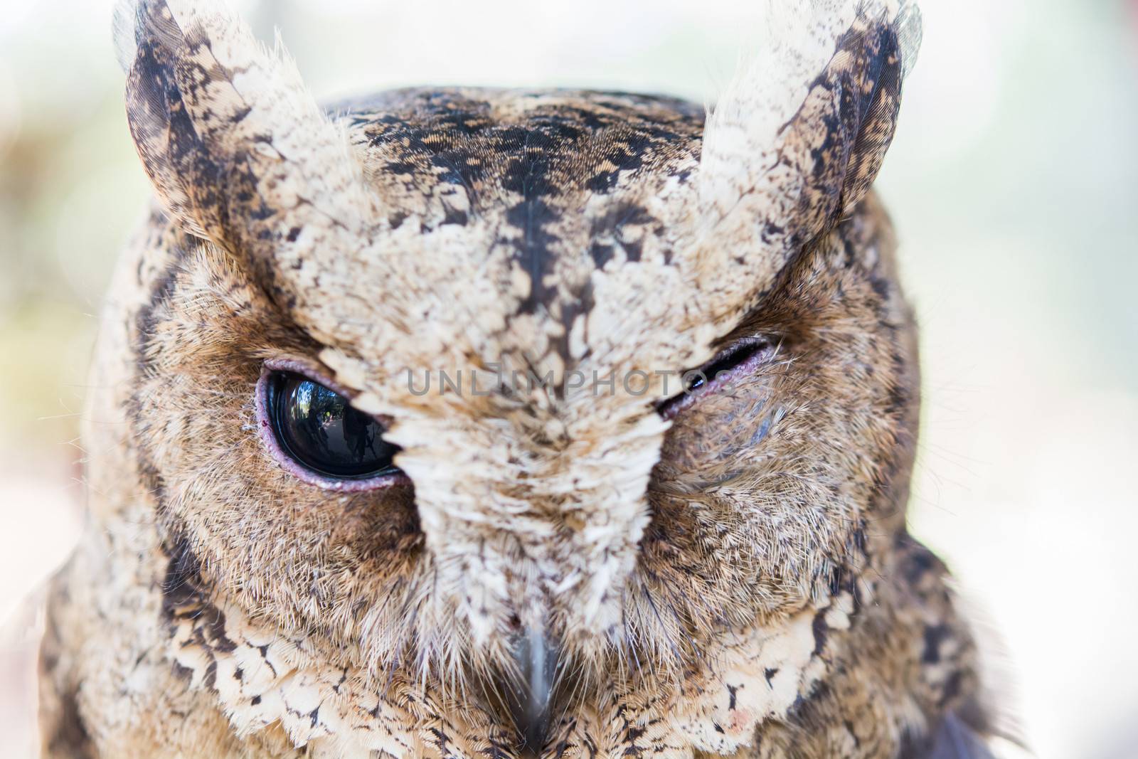 close up of an owl be cute