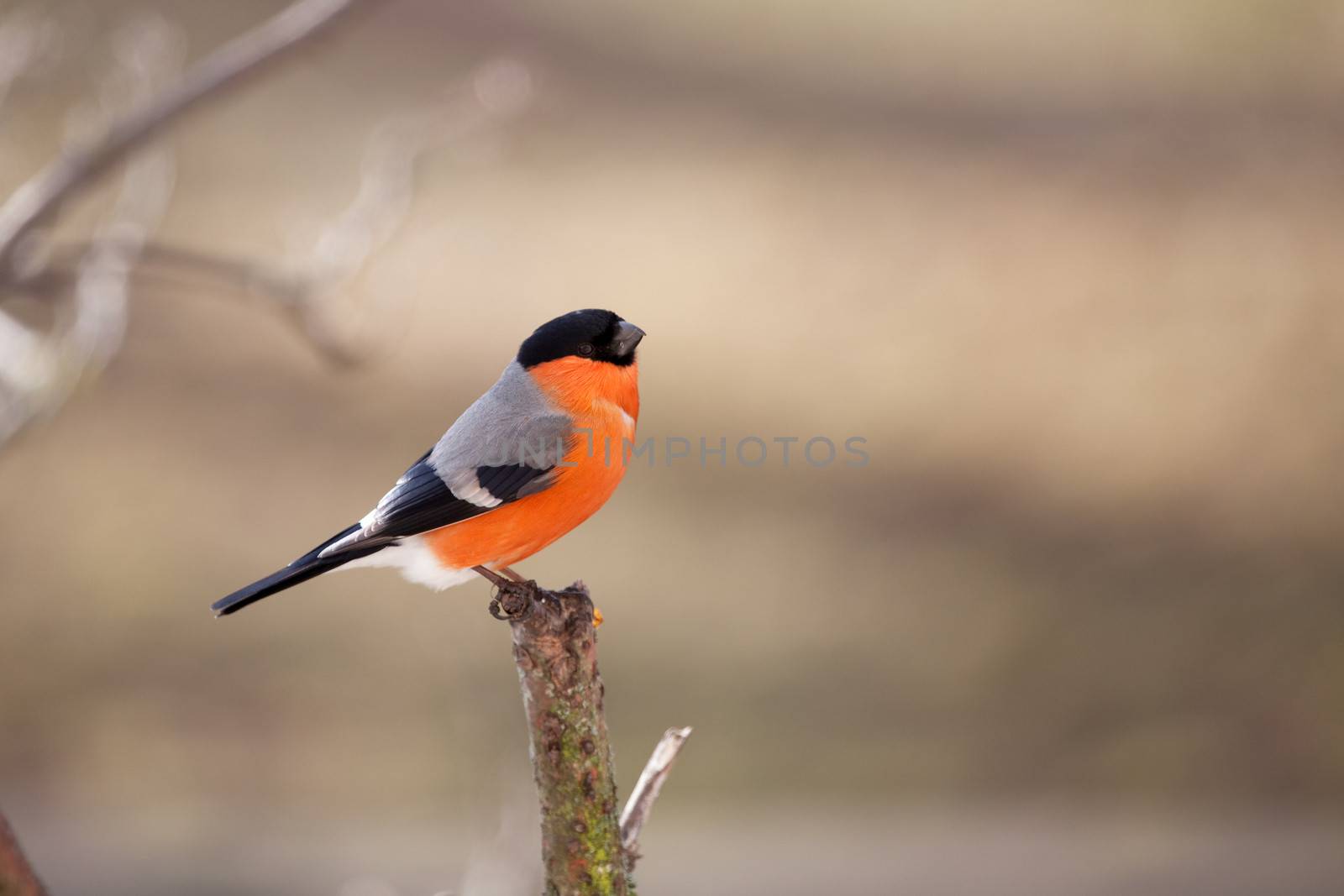 The male bullfinch sits on a mountain ash branch