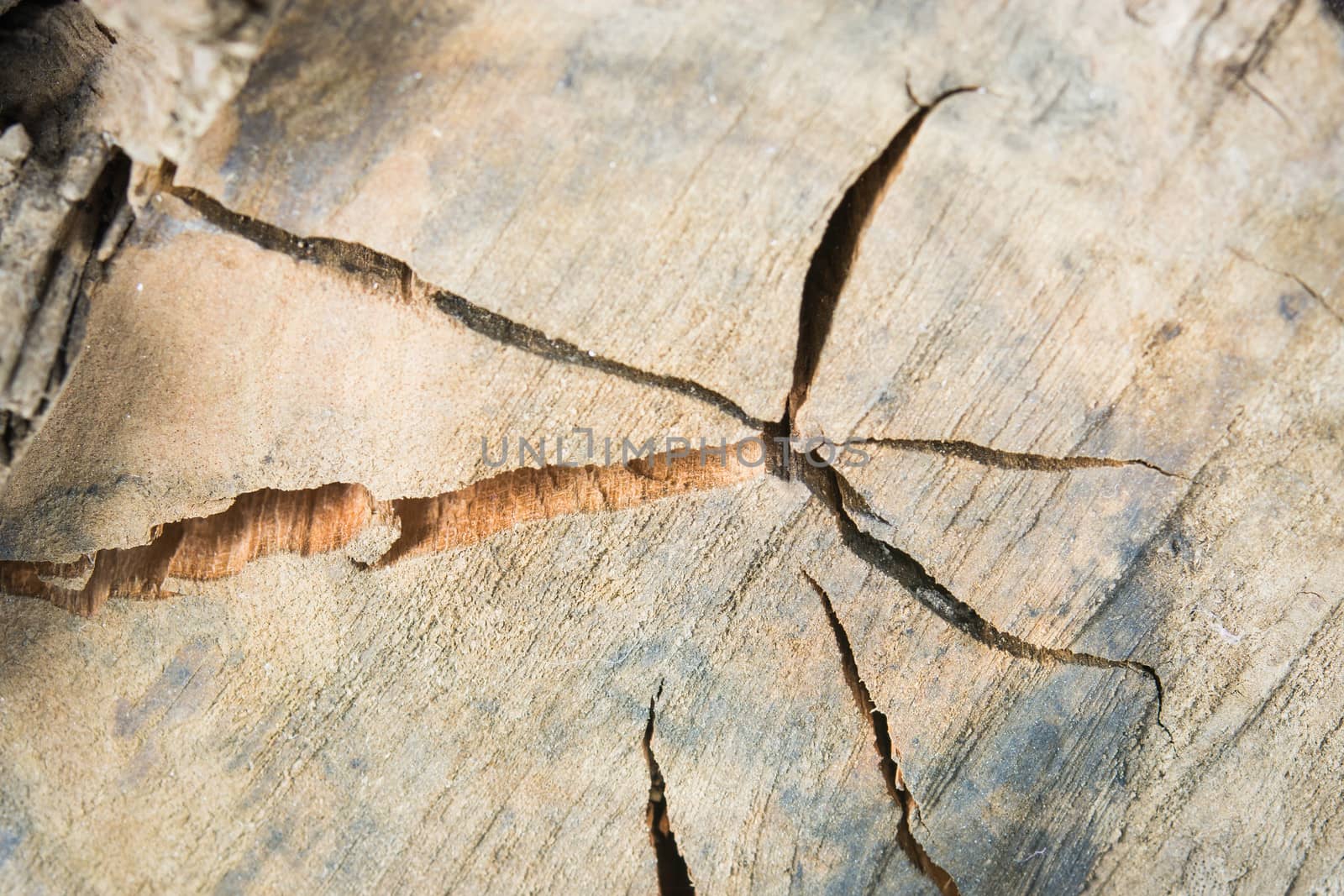 Tree stump pattern break texture and background