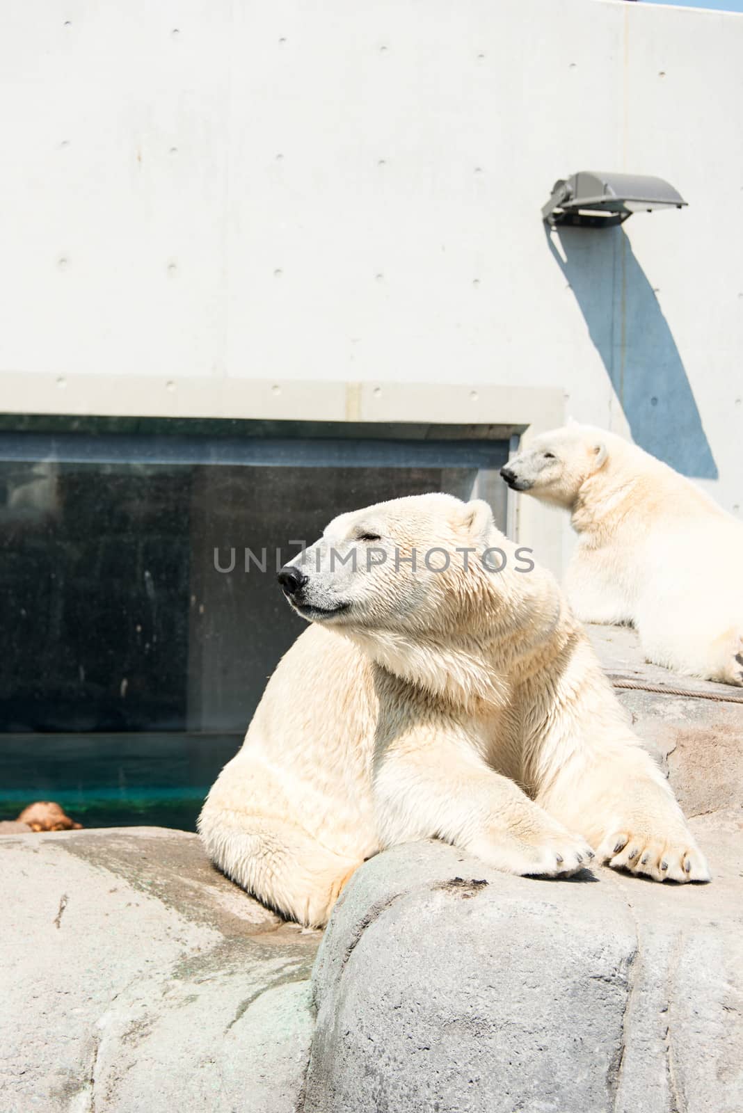 White bears at zoo