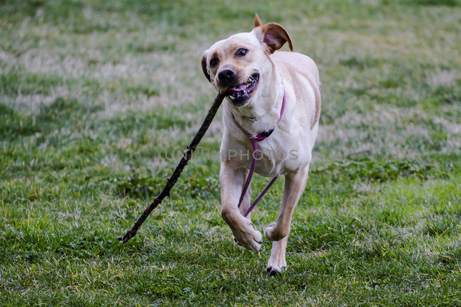 A Brown labrador running with a stick in its mouth in a grass field