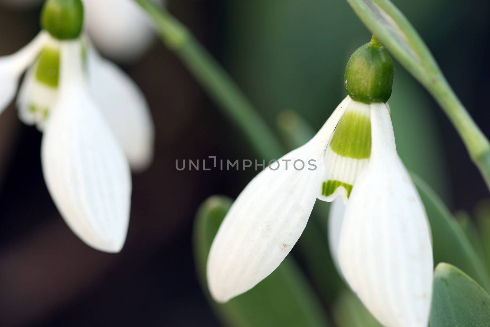two snowdrops close up spring season by goce