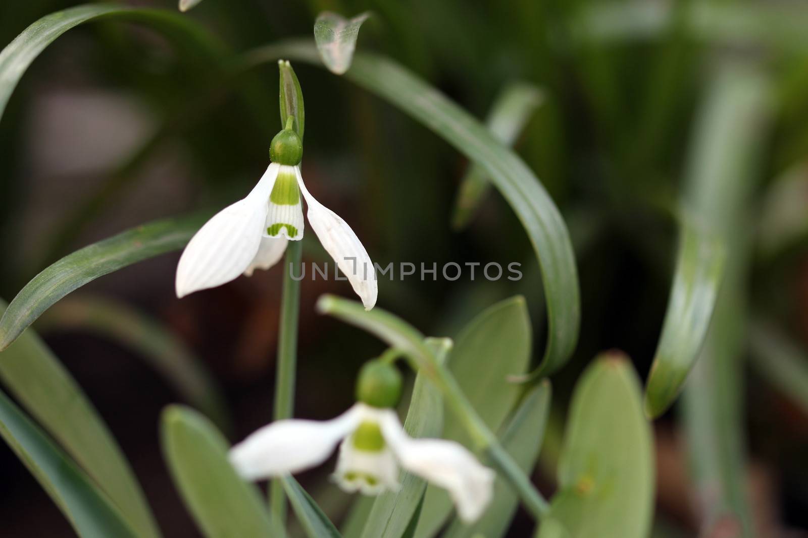 snowdrop in grass spring season by goce