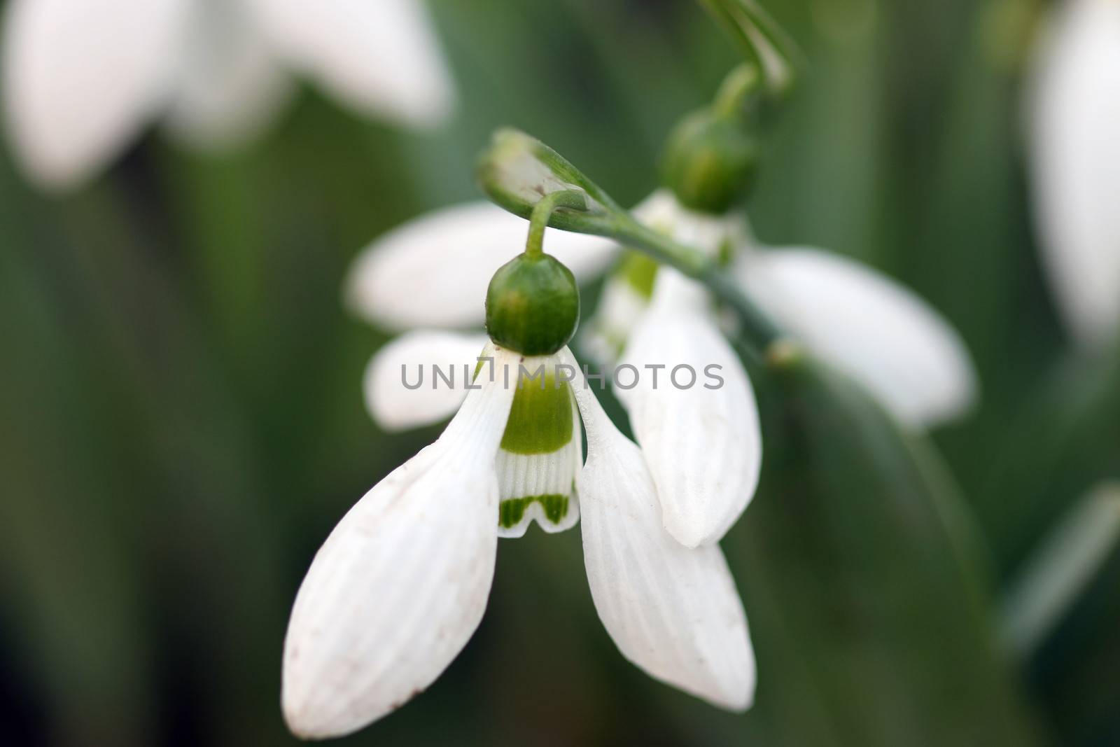 snowdrop spring season nature background 