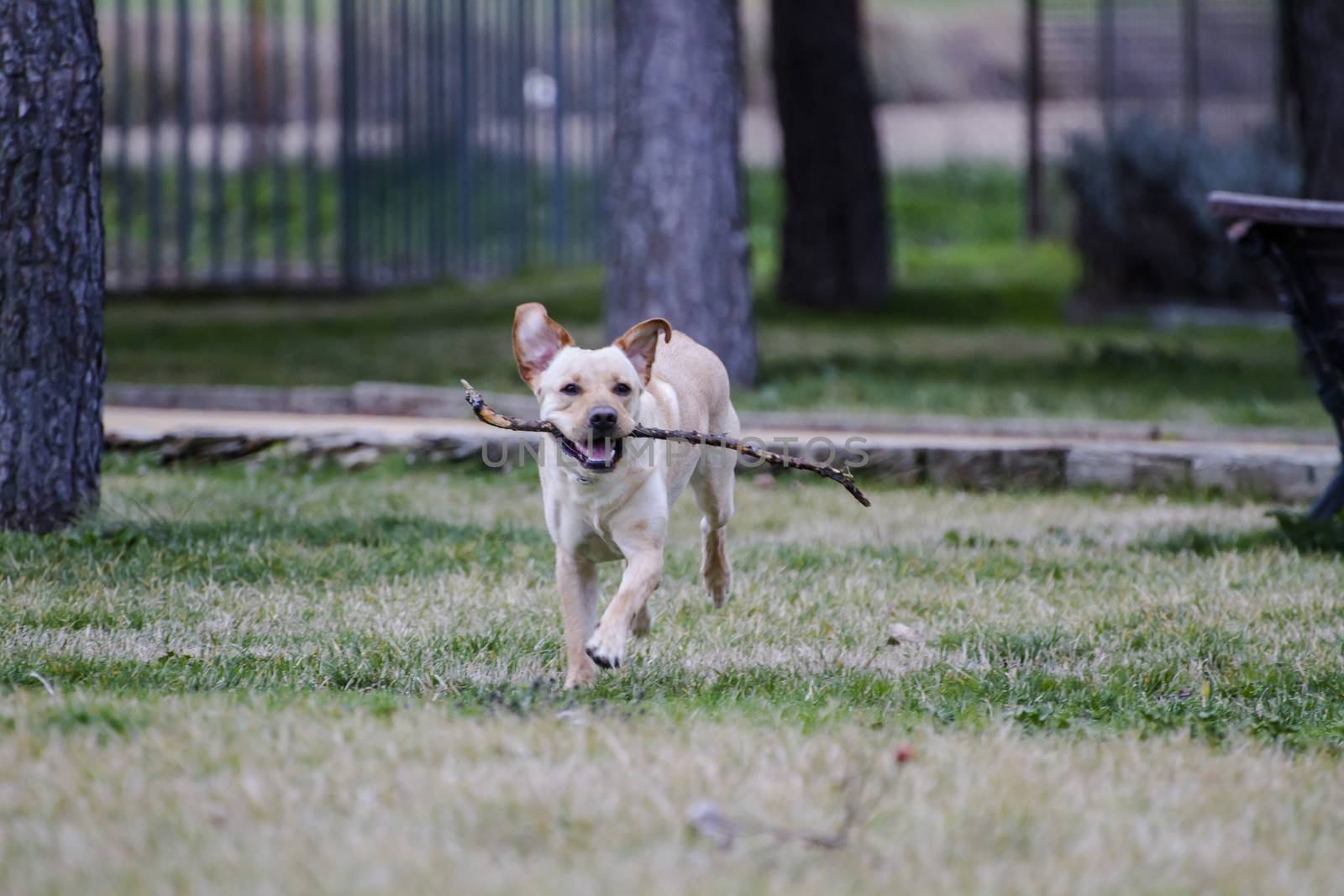 A Brown labrador running with a stick in its mouth in a grass field