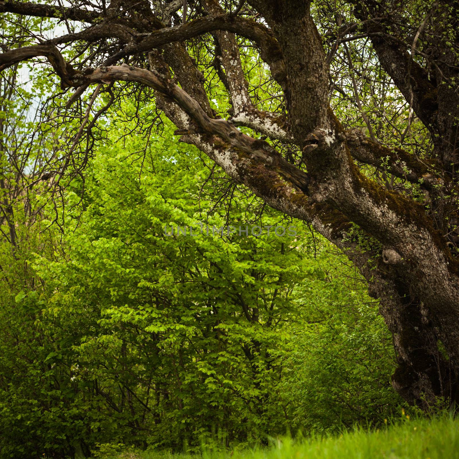 Fairy tale glade with old tree close up