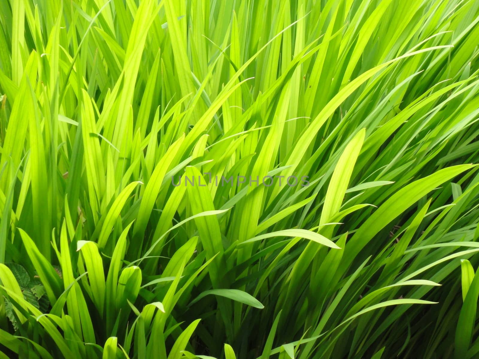 Close up photo of bright vibrant grass