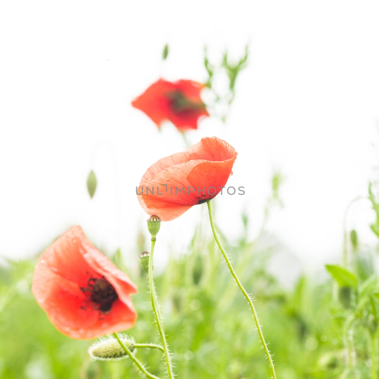 Poppies field over white background for design