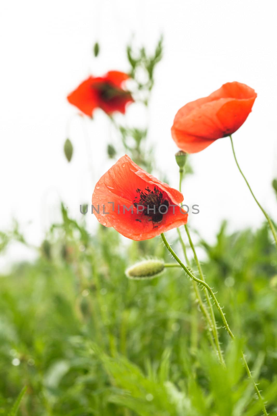 Poppies field over white background for design