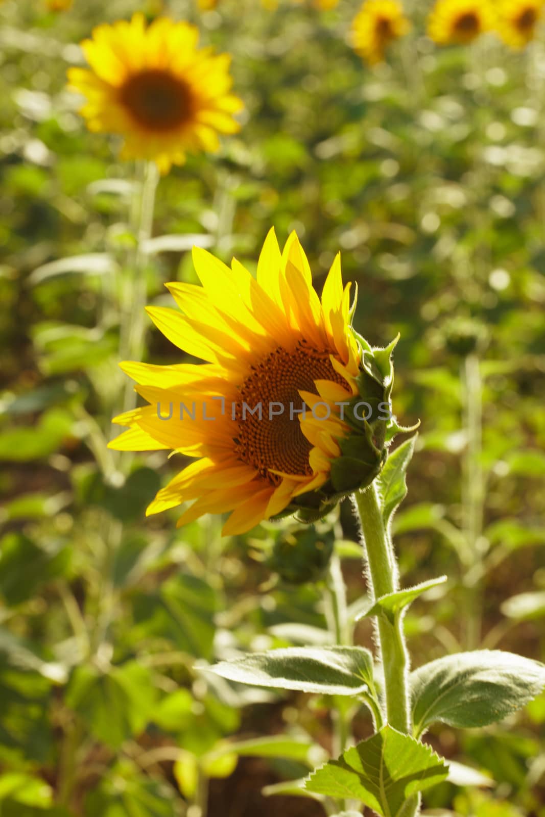 sunflower head over field in the summer