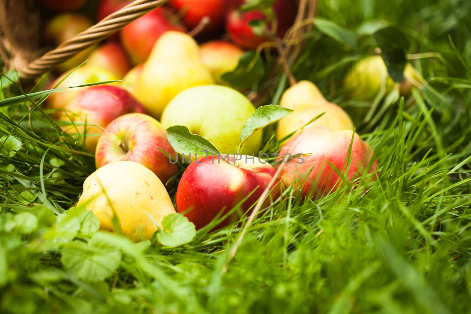 Apples and pears scattered from the basket on a grass in the garden