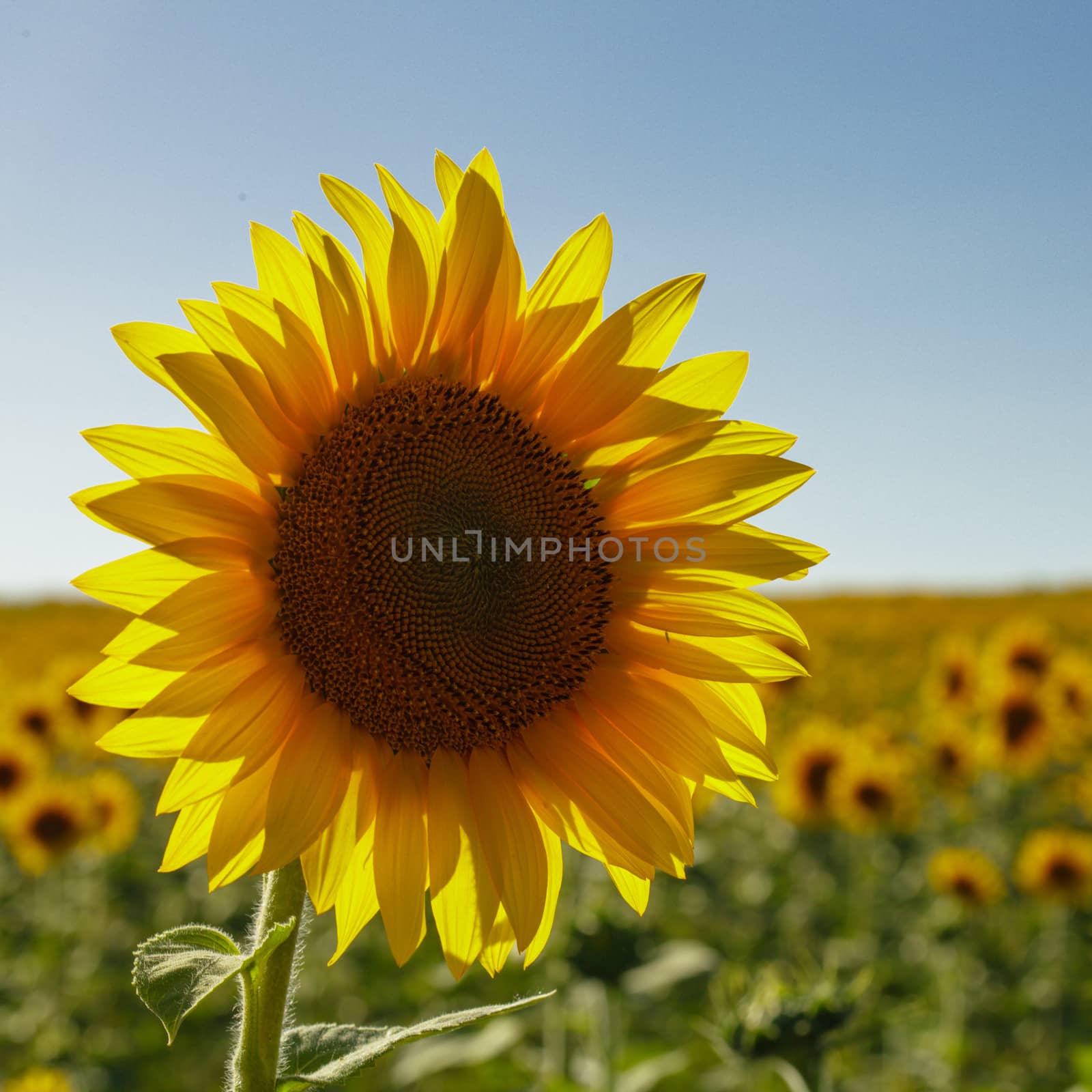 sunflower field by oksix