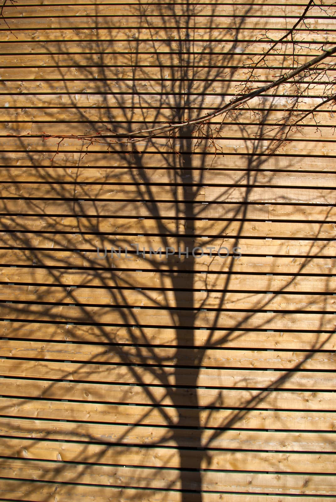 Shadow shade of a bare tree on a modern wooden wall of a house