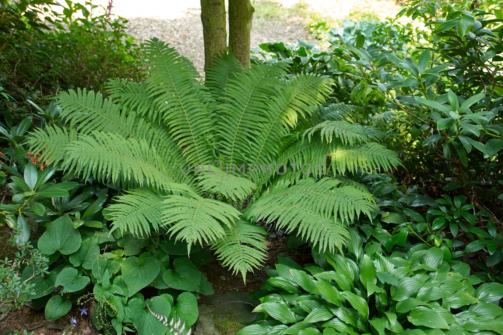 Shrubs green fern in a beautiful typical English garden                               