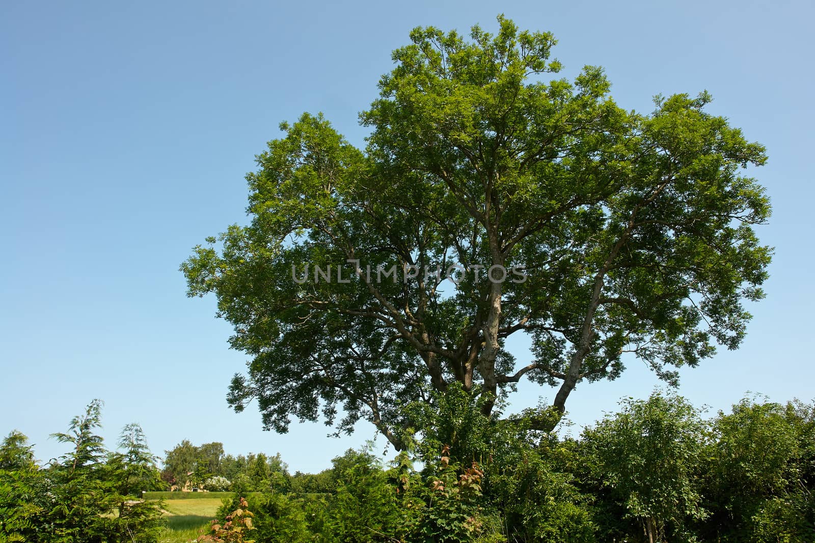 Beautifu lush green tree in a classical English garden                               
