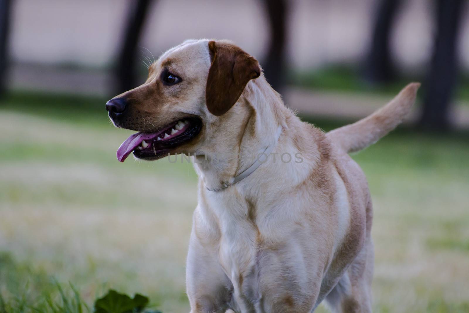 A Brown labrador in a grass field by FernandoCortes