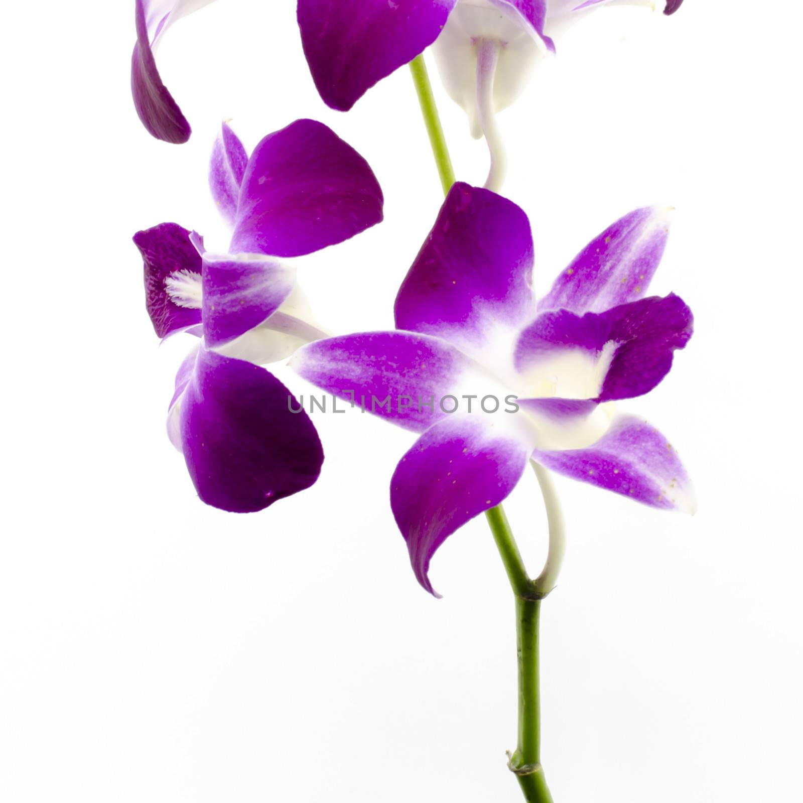 beautiful  purple orchid flower