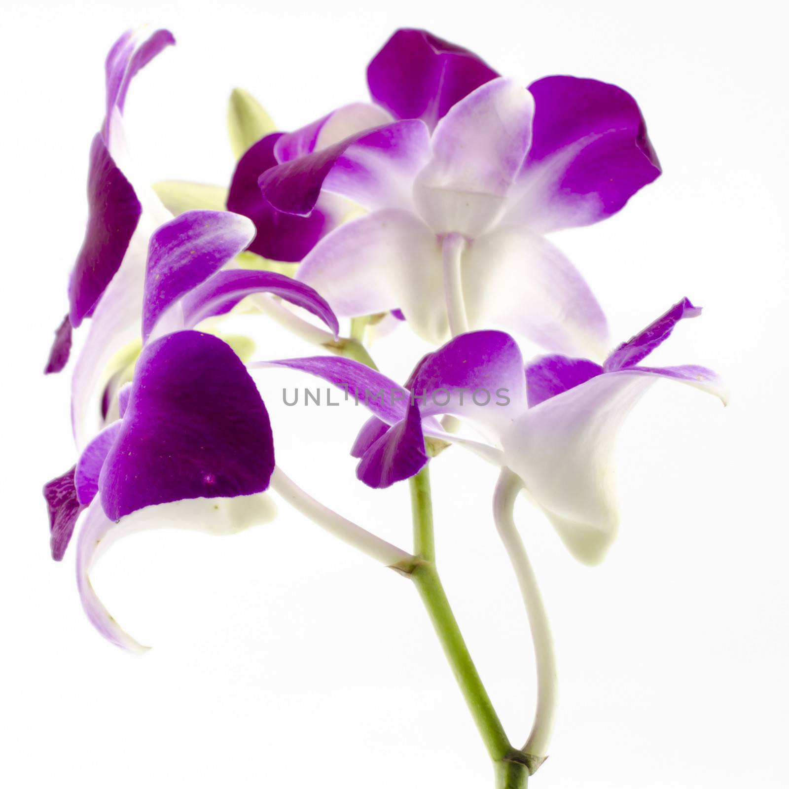 beautiful  purple orchid flower