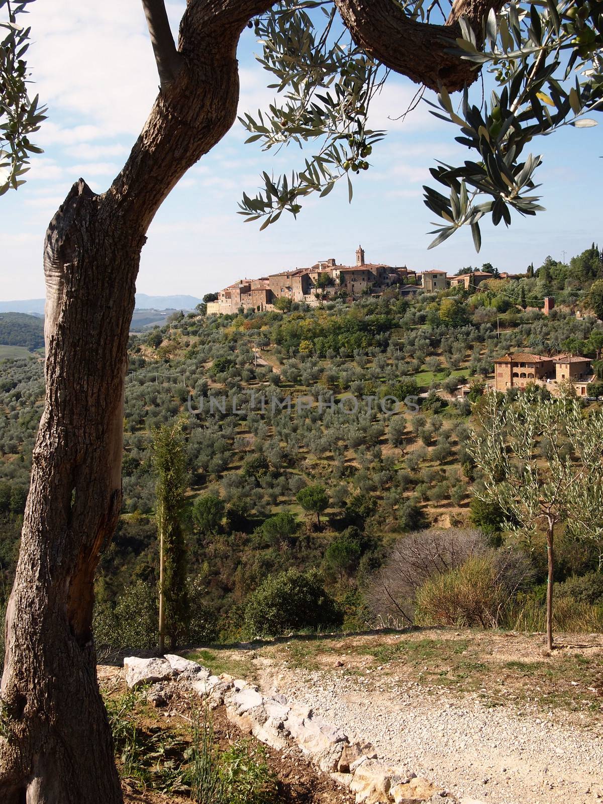 Landscape in Tuscany with an olive tree, a walking path and a typical hilltop town overlooking the Val d’Orcia, Italy.