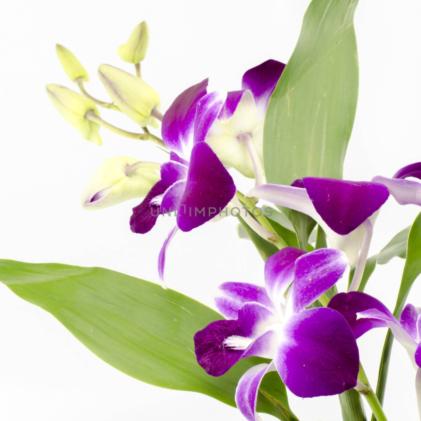 beautiful  purple orchid flower