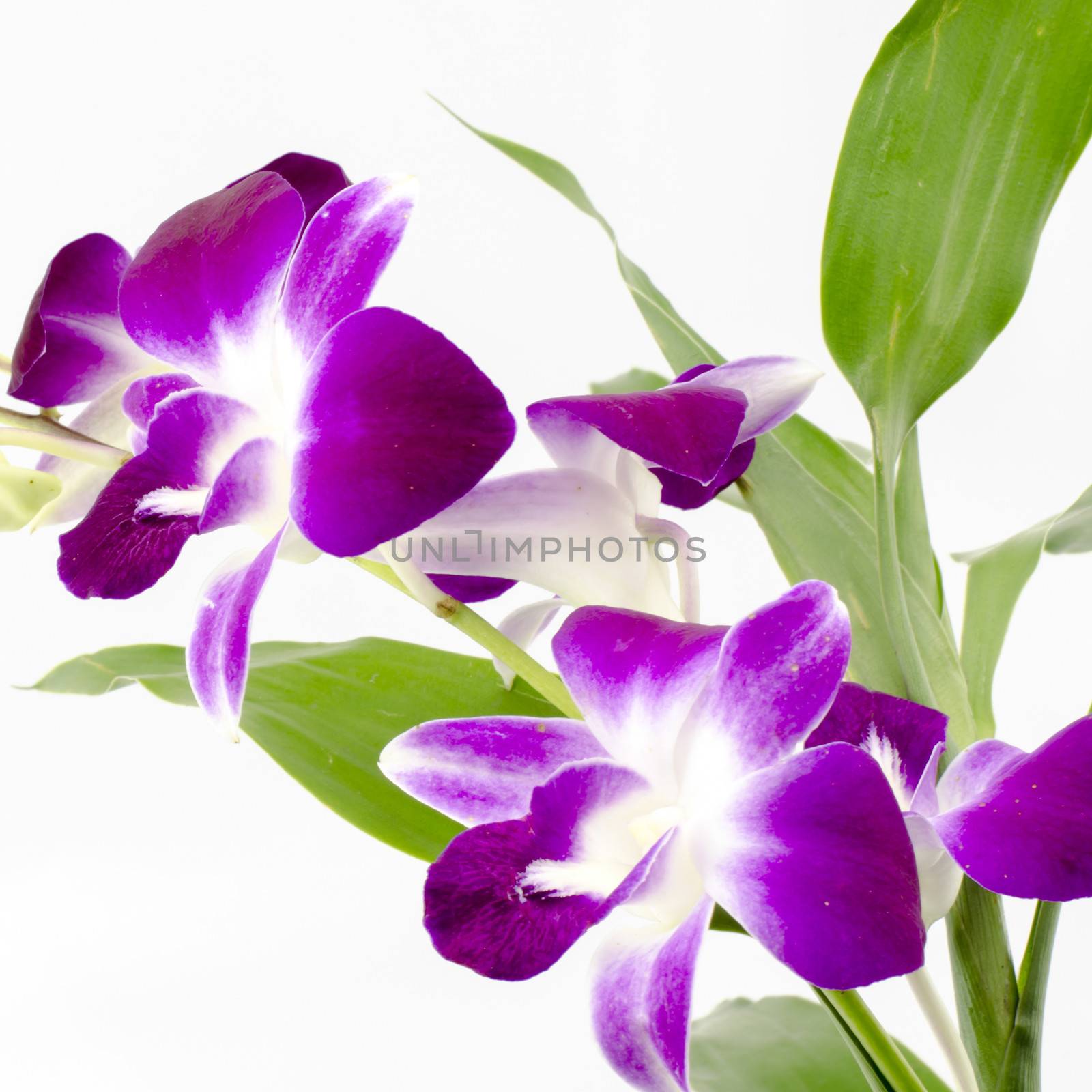 beautiful  purple orchid flower