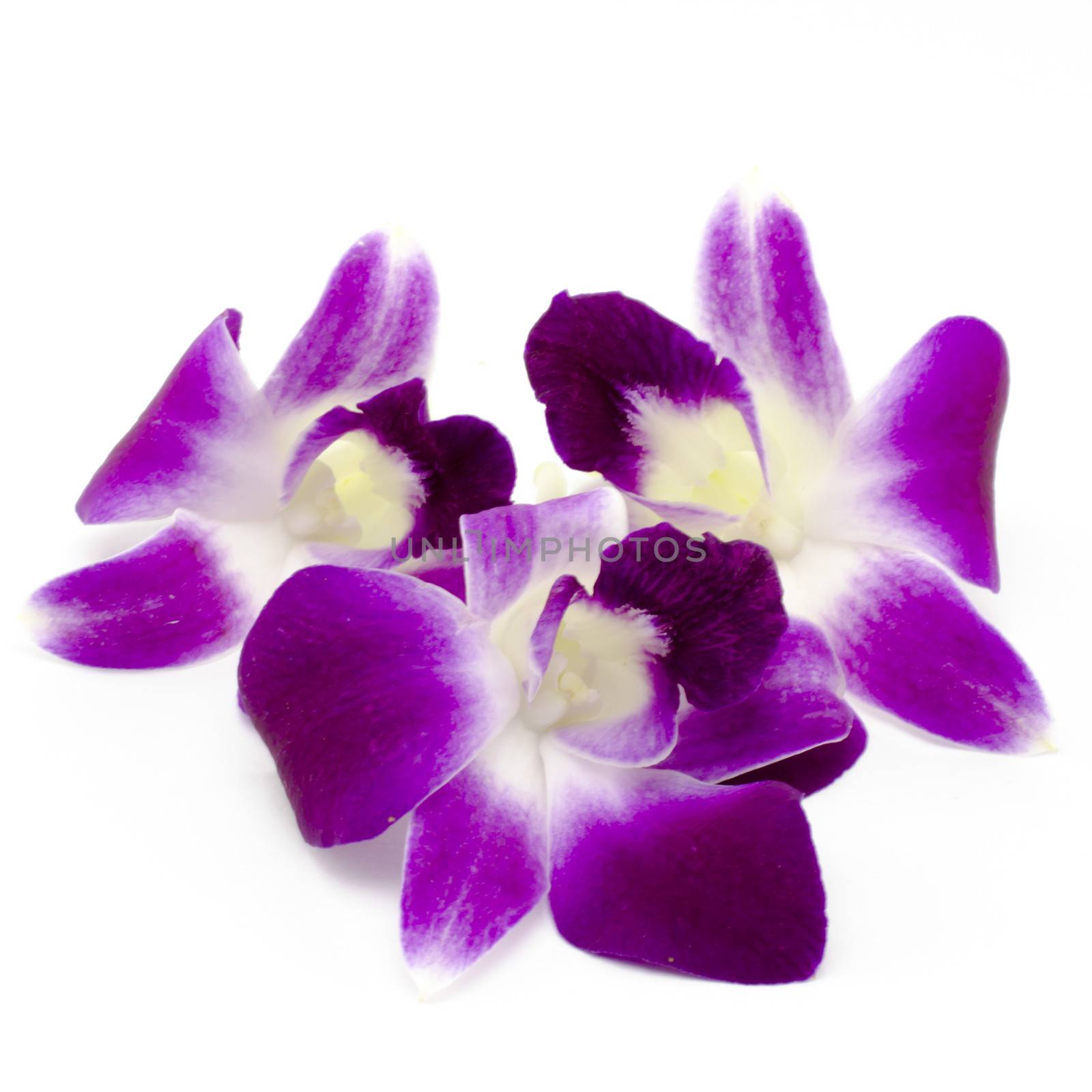 beautiful  purple orchid flower