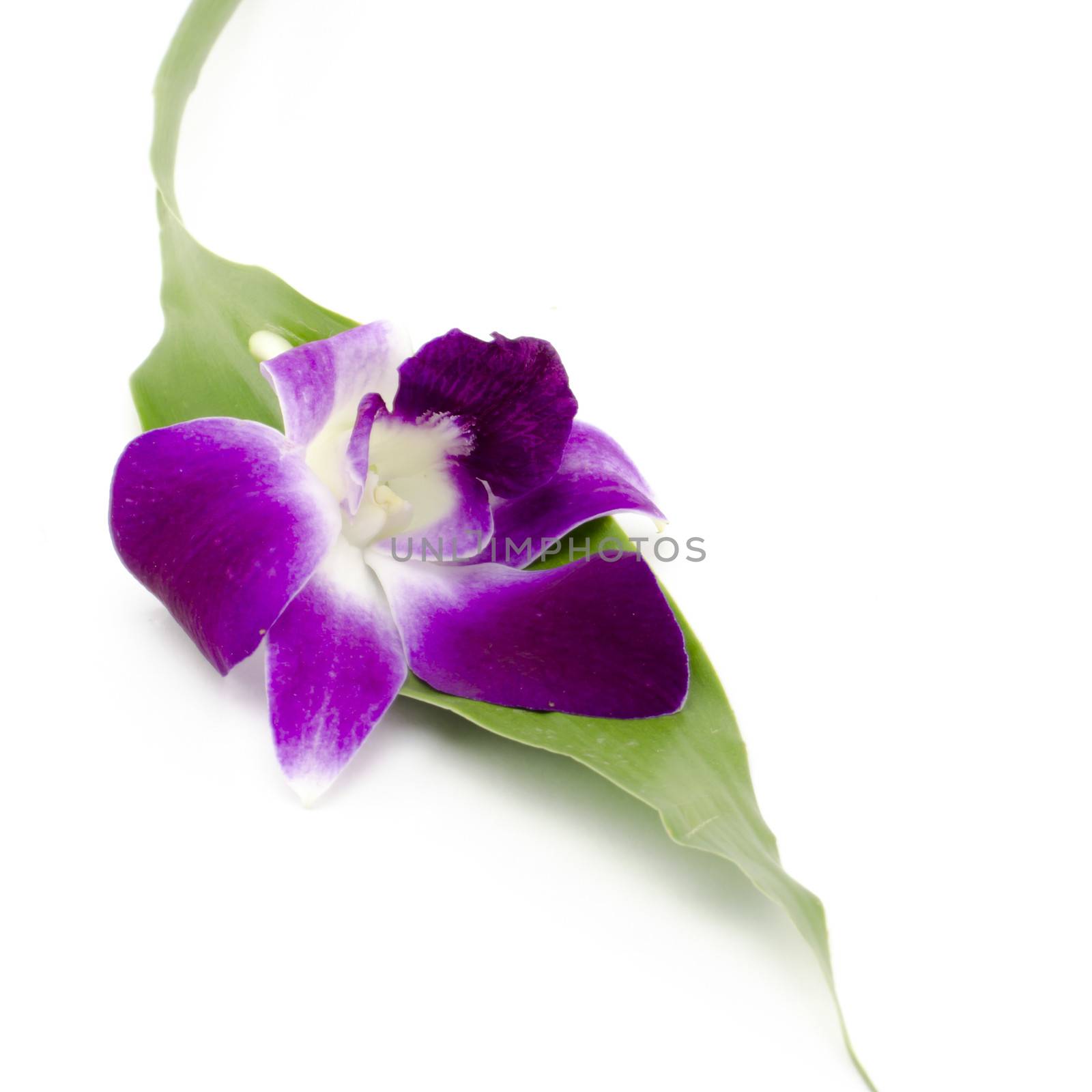 beautiful  purple orchid flower