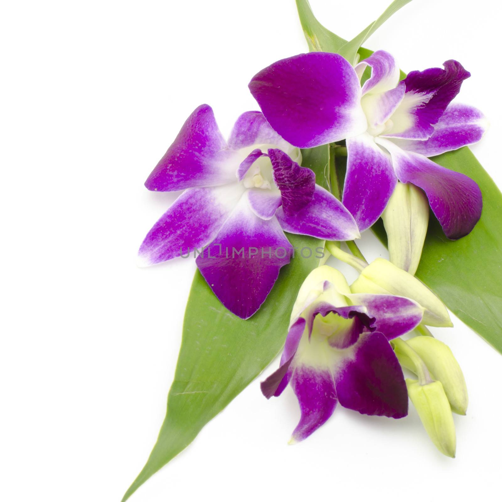 beautiful  purple orchid flower