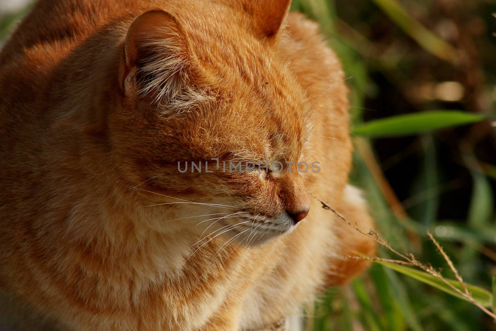 Close up of the face of an orange colored cat. 