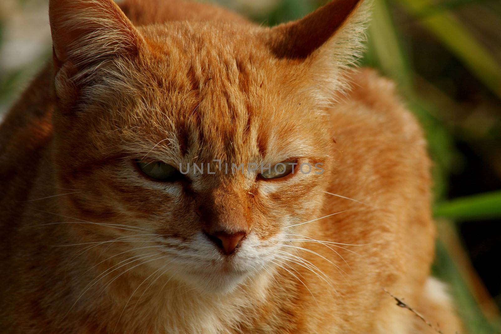 Close up of the face of an orange colored cat. 