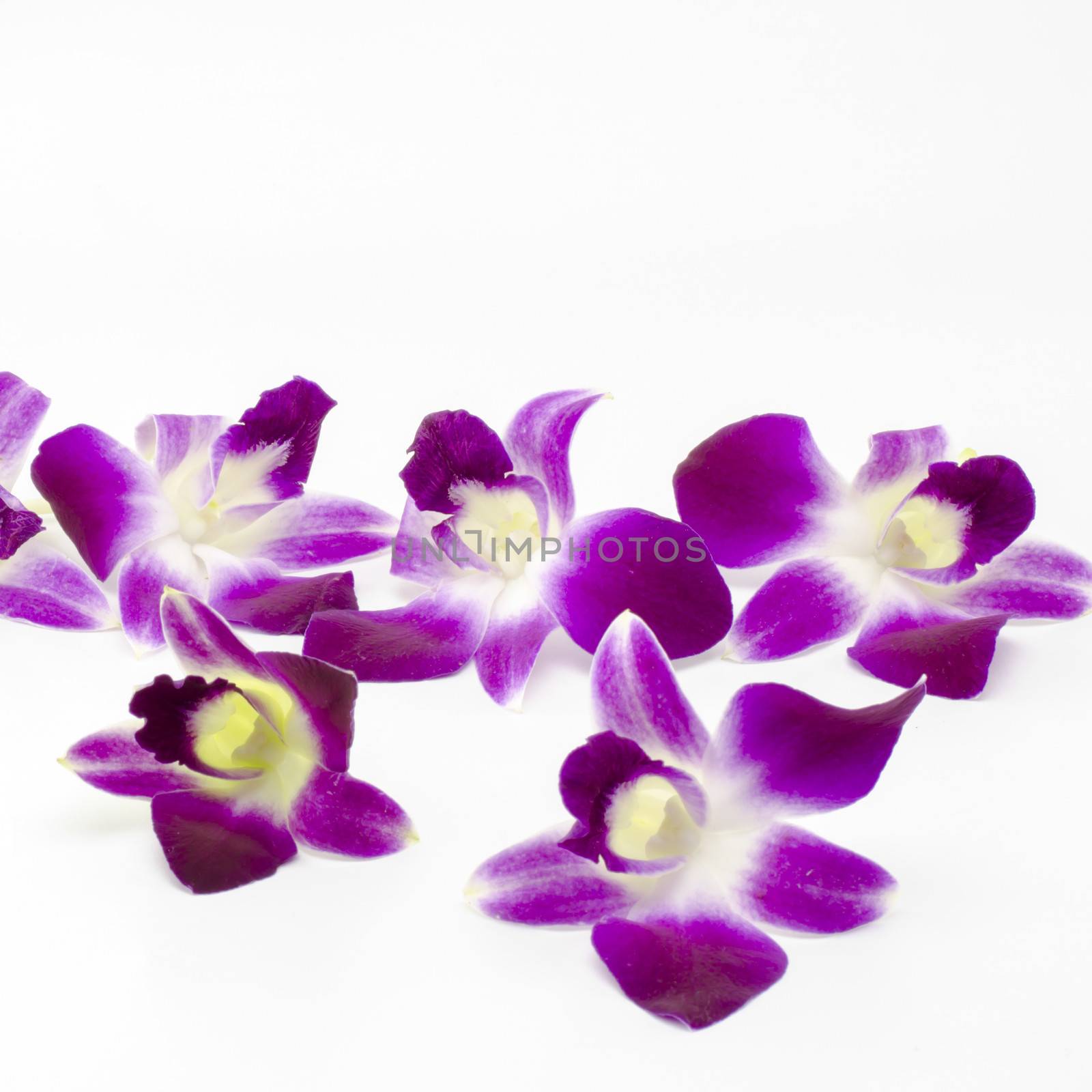 beautiful  purple orchid flower