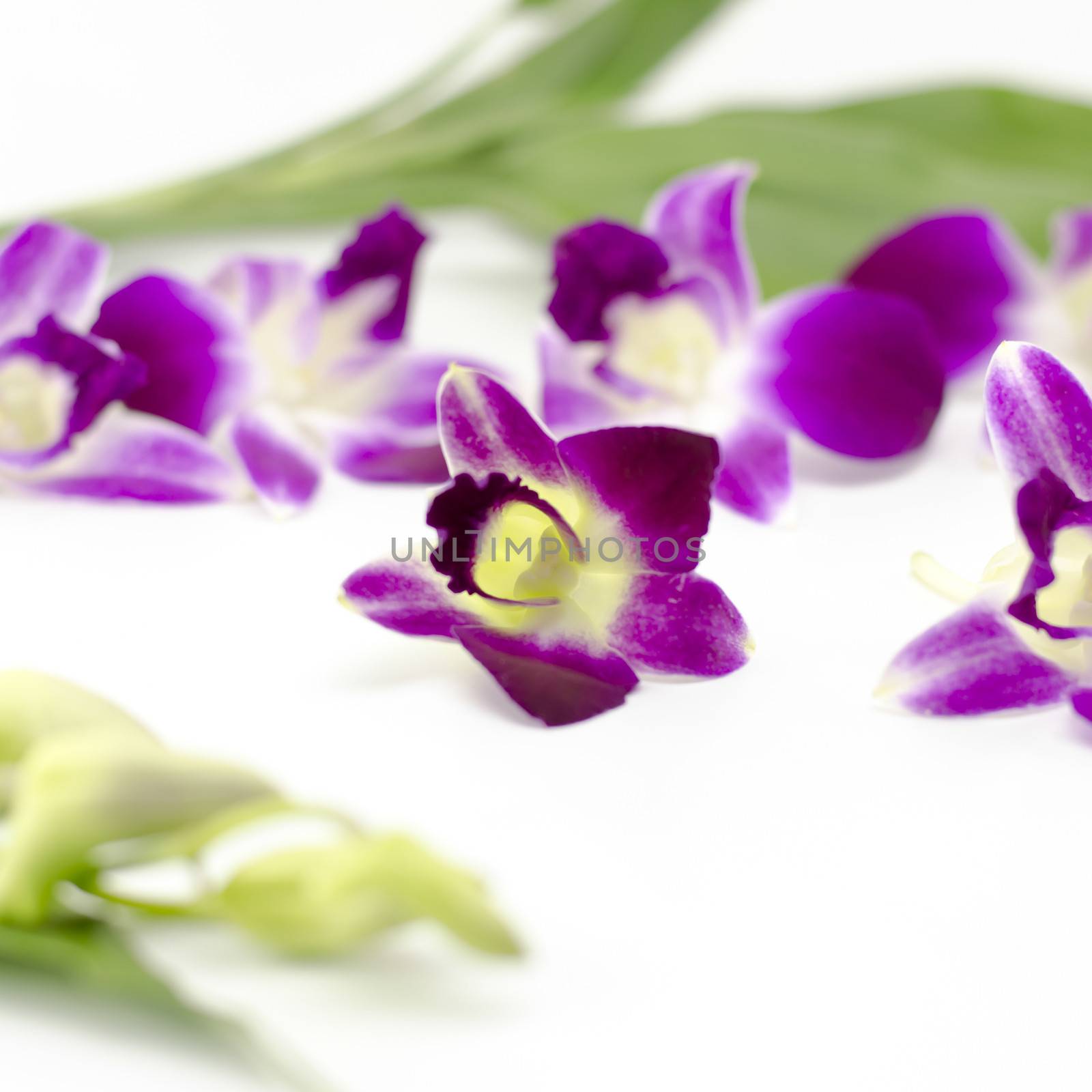 beautiful  purple orchid flower