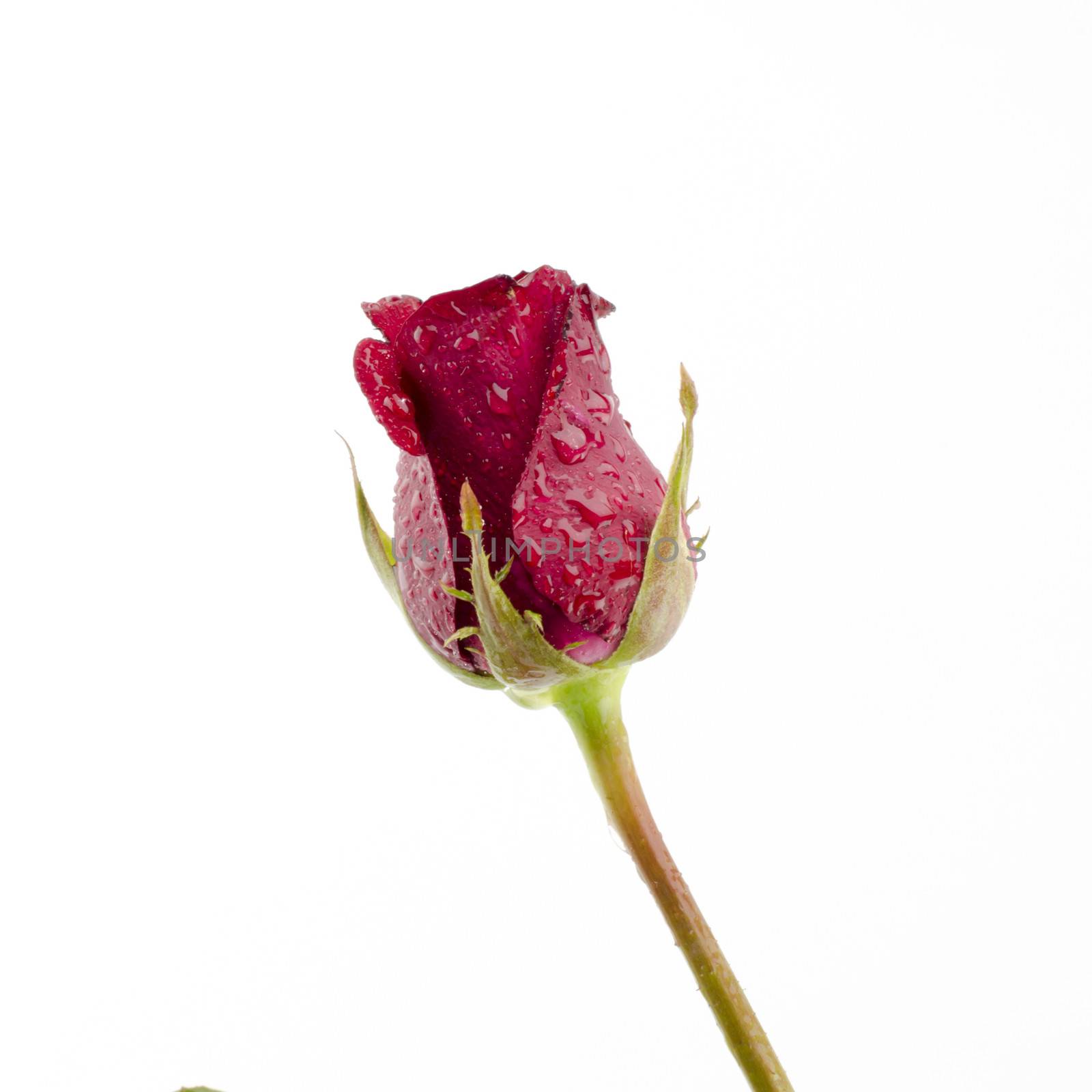 rose flower isolated on white by ammza12