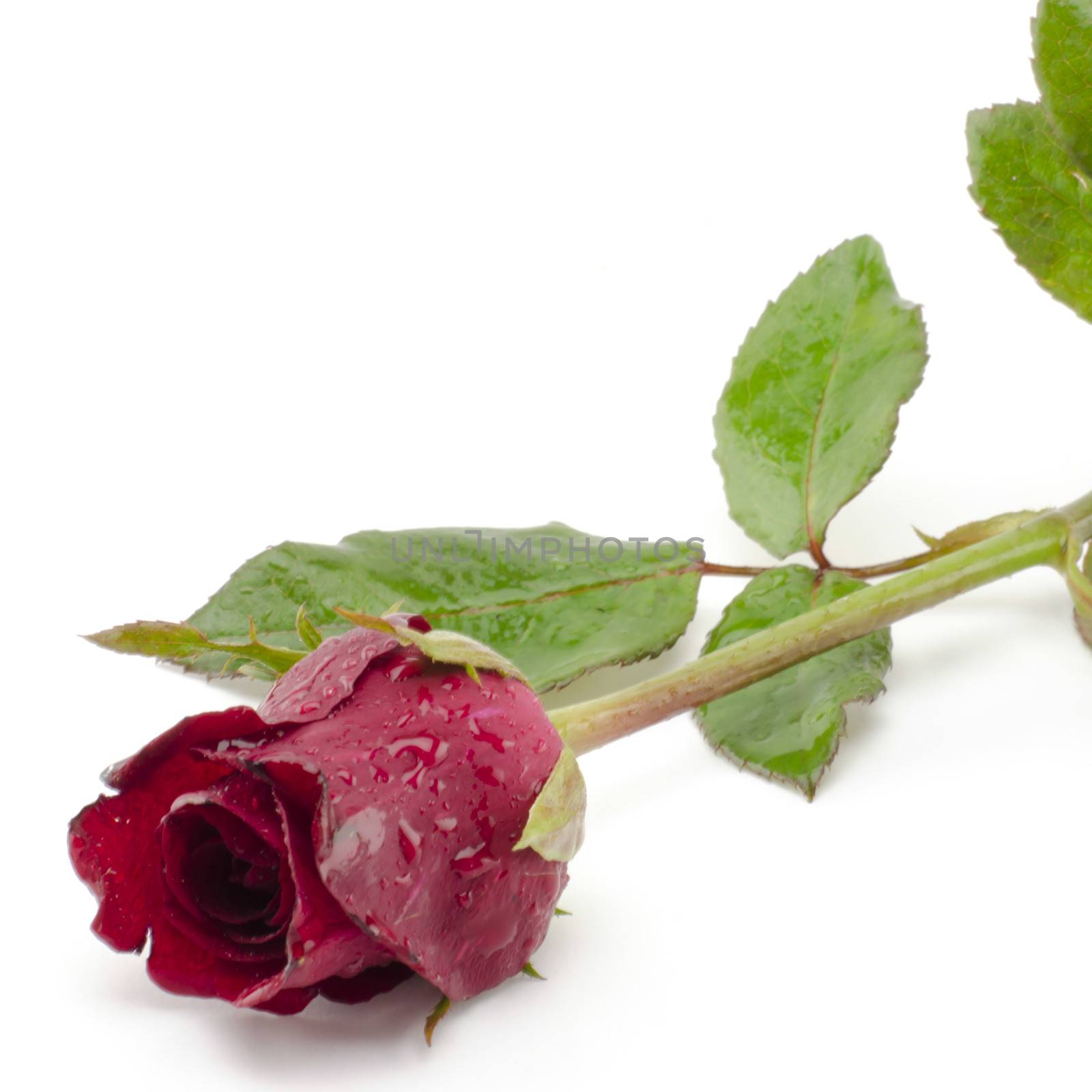 beautiful rose flower isolated on white background