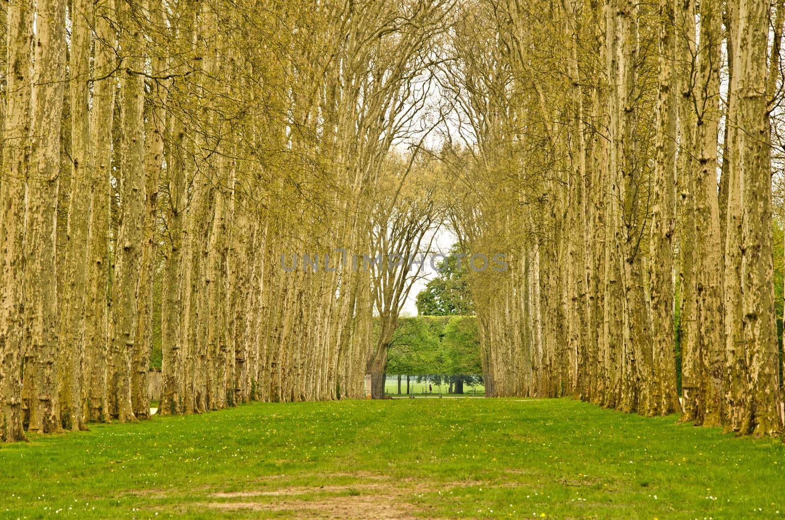 forest in the Palace of Versailles, France