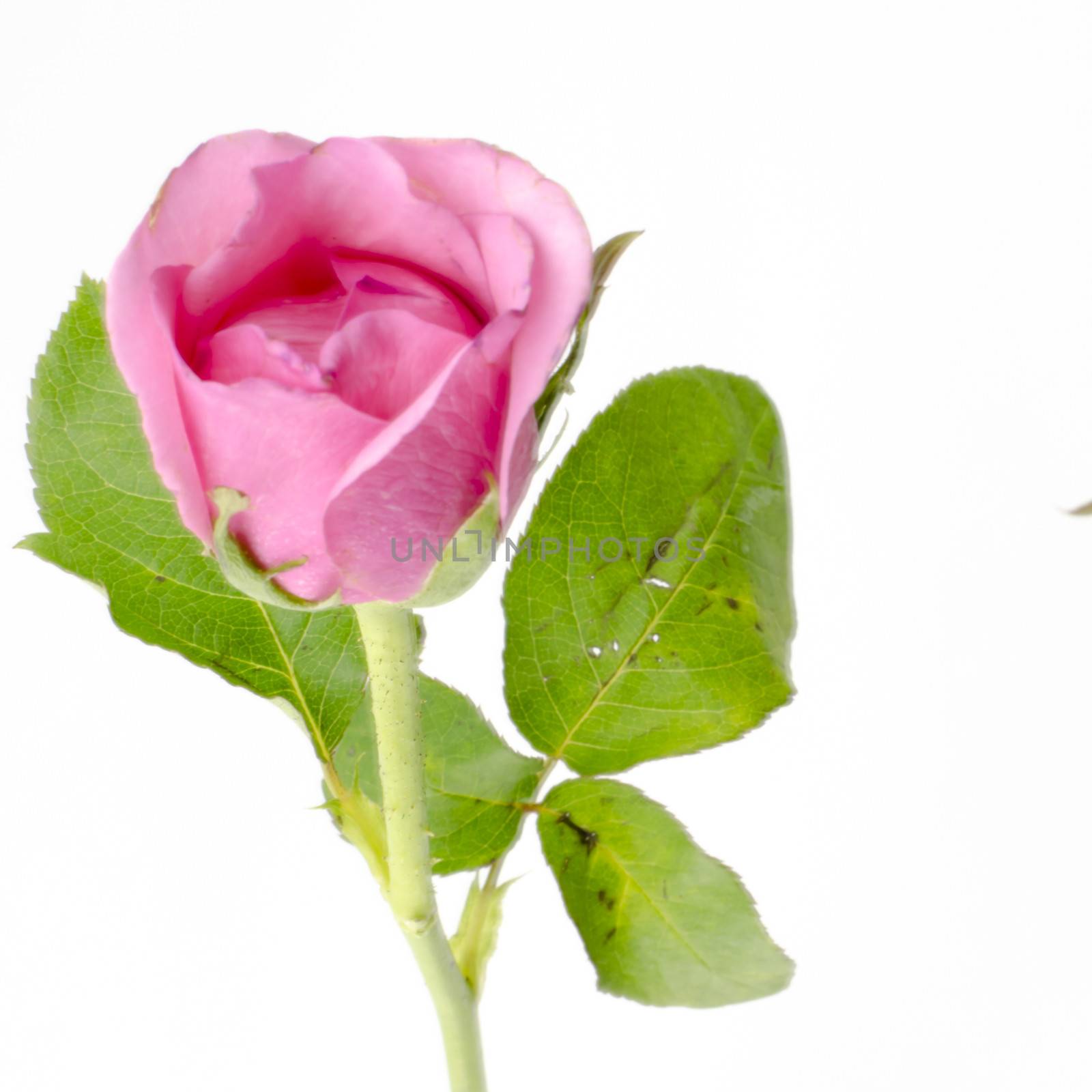 beautiful rose flower isolated on white background