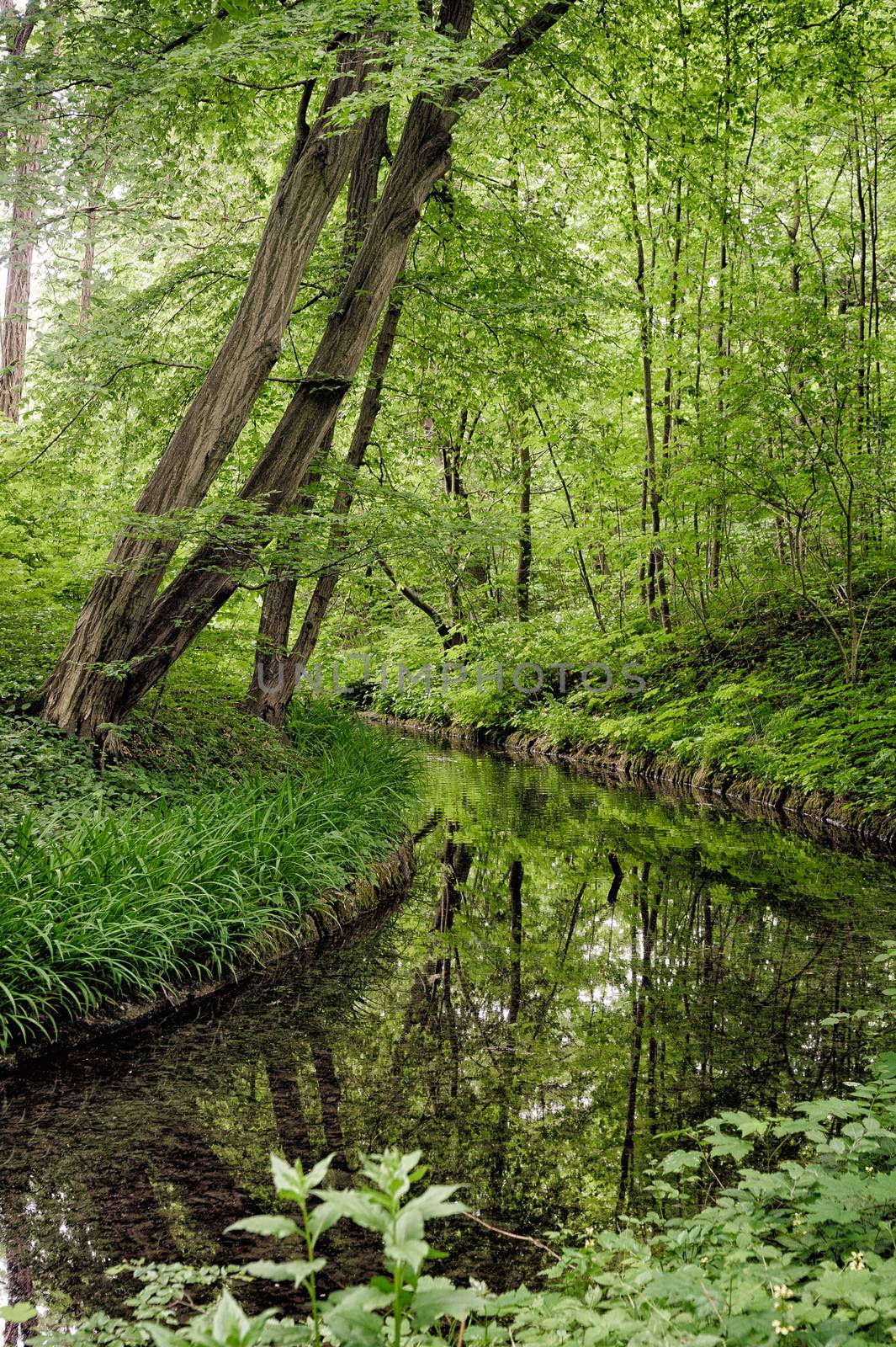 Beautiful forest with reflcetion on the Creek