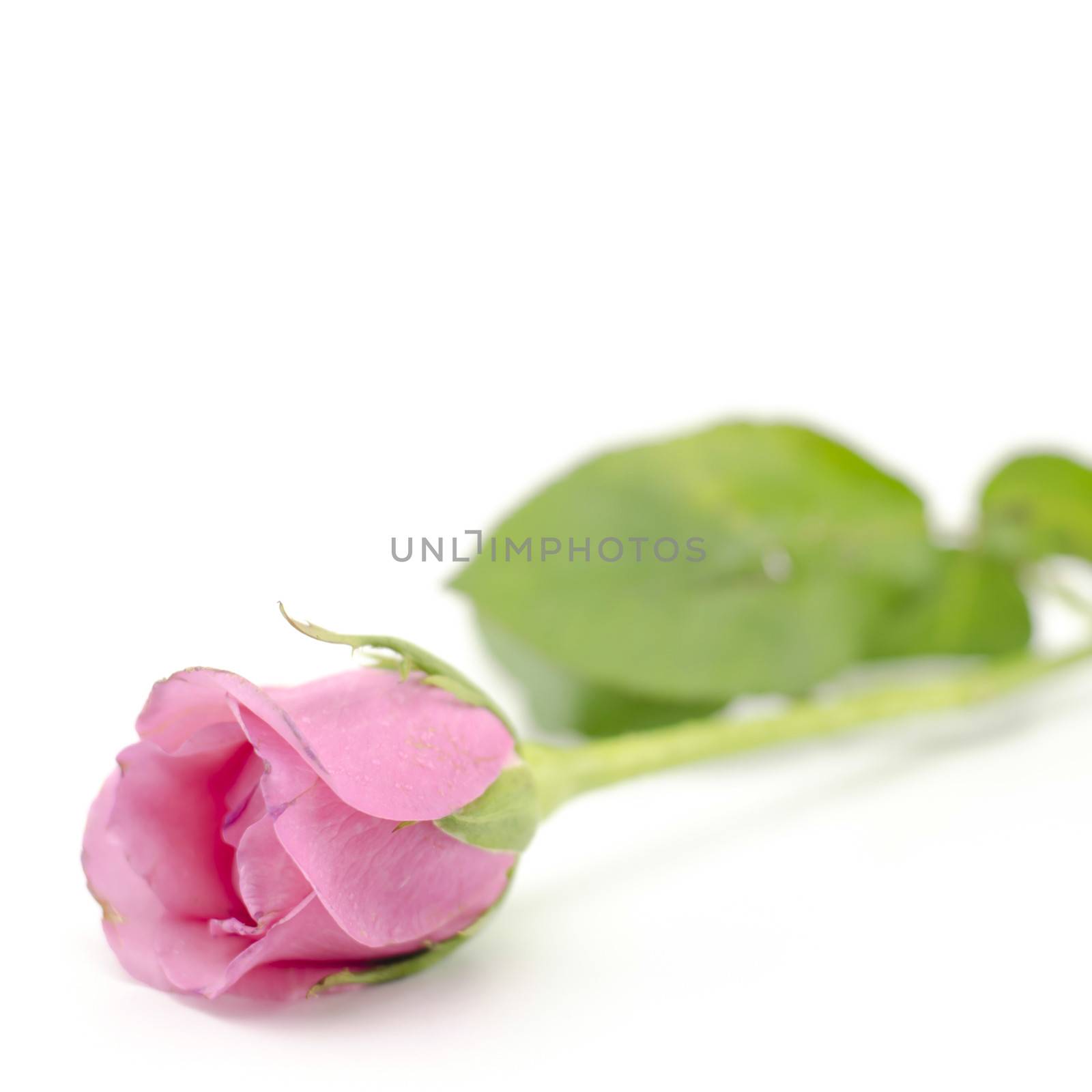 beautiful rose flower isolated on white background