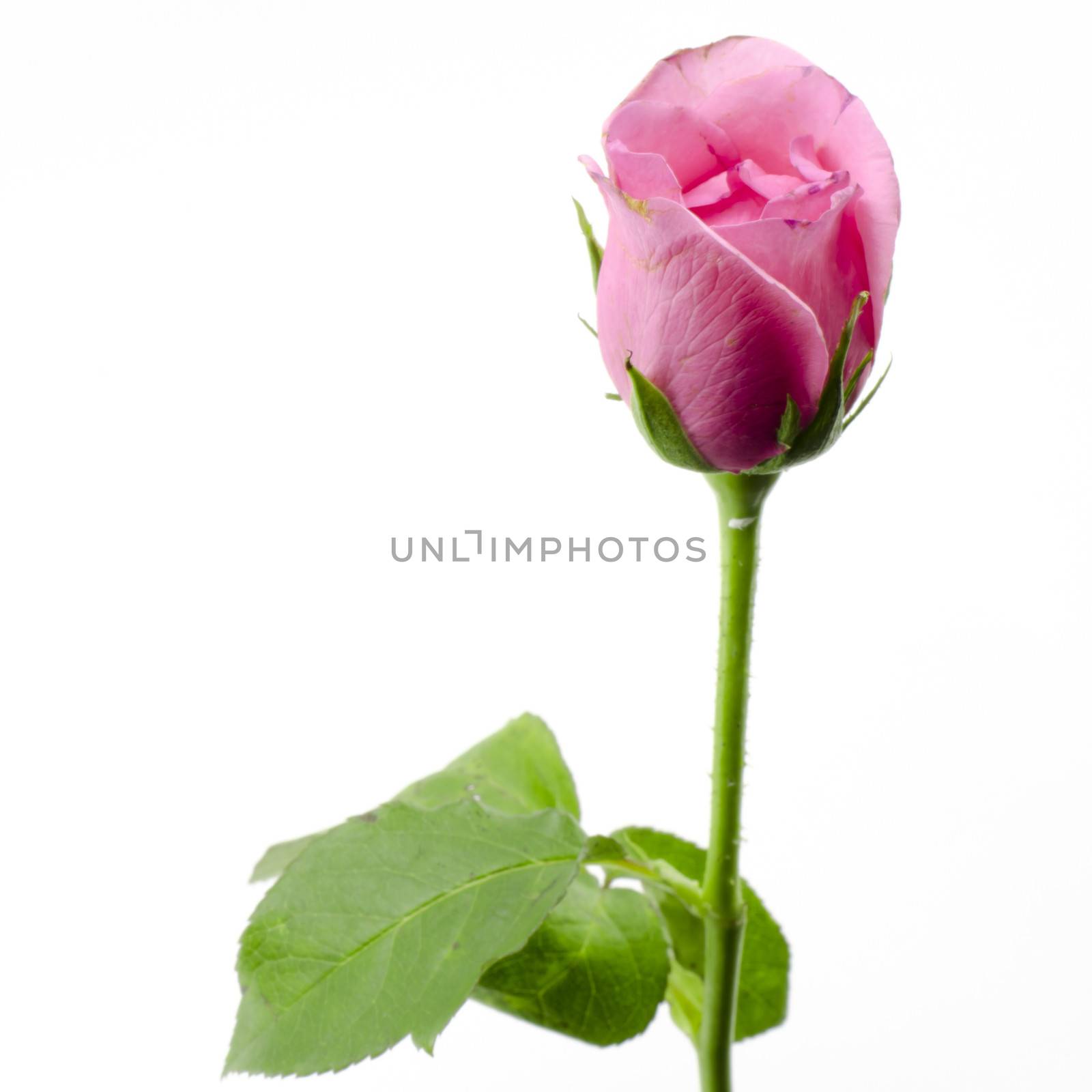 rose flower isolated on white by ammza12